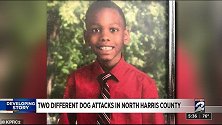 美国：12岁男孩放学时遭哈士奇袭击，脸部受伤严重