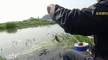 野钓3小时，短杆拉饵24度，这么大的鲫鱼吃口很活跃