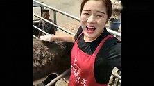 这头驴落到美女屠宰者手里，上来就被打了一下，旁边就是它的下场
