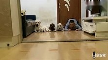 主人和狗狗赛文、老四比赛抢零食，狗狗的反应一个比一个快，逗