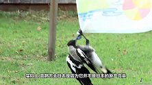 为什么中国神鸟“喜鹊”，打死也不飞往日本今天可算明白了