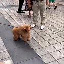 胖乎乎的小泰迪，主人走那带那，一看就是见过世面的狗！