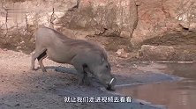 动物：疣猪在河边喝水，谁料被鳄鱼一口咬住头
