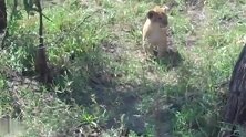 小狮子出来找妈妈，呱呱叫个不停，萌萌哒！
