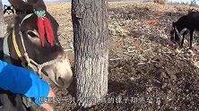 村民家里的骡子产下幼崽，真是件稀奇事，看完涨知识了