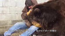 棕熊像乖宝宝似的坐在摩托车上，做出令人哭笑不得的举动，成精了