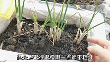 小葱这样种30天就能吃，隔壁邻居看了都在跟着学