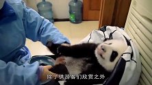 熊猫宝宝也会闹脾气？冲着法国第一夫人嗷嗷叫，网友：被宠坏了