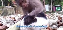 猴子遇到黄喉貂，体型大几倍却毫无还手之力，镜头拍下全过程
