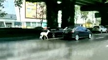 四川成都：店宠羊驼车流中狂奔，主人：可能它想老公了
