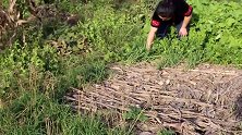 苗大姐炒血豆腐来吃，煮一锅蔬菜，一荤一素吃着舒畅