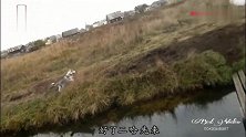 二哈过独木桥，害怕就跳河，同样是狗差距怎么这么大？