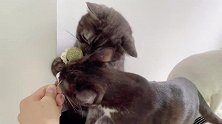 给九只猫吃猫薄荷棒棒糖，第一口开始就场面失控！