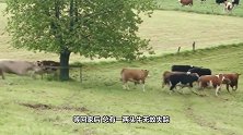 牧场主的牛经常无故失踪，买来无人机勘察，却拍下惊心一幕
