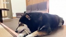 这是一只不能抢它骨头的四眼狗子，有什么办法治它呢？