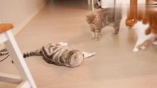 猫爸猫妈悄悄在角落打架，不料被小猫撞见，下一秒太好玩了