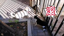 喵特勒？猫界“马东锡”！汪星人：惹不起，咱躲得起