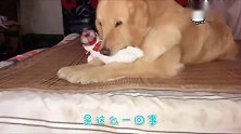 砰的一声响吵醒睡觉的金毛，金毛表情瞬间萌呆，太逗了