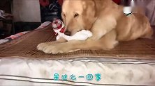 砰的一声响吵醒睡觉的金毛，金毛表情瞬间萌呆，太逗了