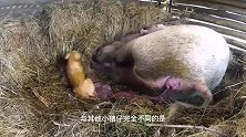 动物：母猪意外怀孕，生下的猪崽里有一头真特别