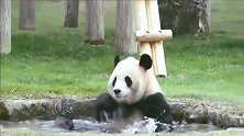 熊猫：我这不叫“溺水”，我这叫仰泳
