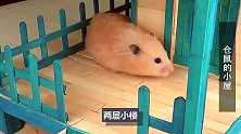 仓鼠搬进豪华小屋，吃喝拉撒睡都能在此解决，真是好萌