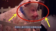 国外有一头猪长着一张人脸，原因被曝光后，忍不住要骂人了