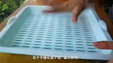 这季节发豆苗太容易，200克豌豆收了三四茬，太划算了