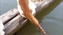 猫咪：这谁的尾巴在水里划呀，好像是我自己的耶