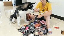 粉丝寄来豪华大礼包，狗狗狼吞虎咽狂吃不停，主人羡慕的狂流口水