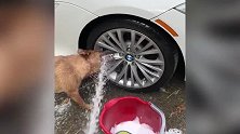 主人再用水清洗轮胎，狗站在轮胎前想要喝水，真搞笑！