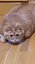 橘猫：我又不胖，只是毛太多了！