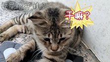 没事就喜欢嚯嚯我们家凶猛的狸花猫