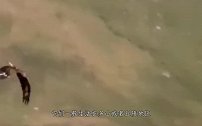 展翅2米的猎鹰，捕抓山羊，结果两败俱伤！做鹰不可以太贪心！
