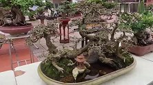 展会上的盆景，喜欢这盆三角梅盆景造型，树干粗壮，很多精品荟萃