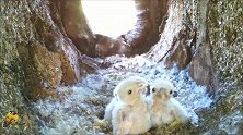 树洞里一窝毛茸茸可爱的鹰宝宝饿坏了