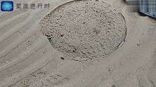 赶海：沙滩上一个大圆盘，翻开之后发现不少美味