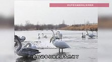 “鹅鹅鹅”个不停，天鹅在湖边吵起来了？游客：太热闹了