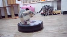 主人新买的扫地机器人，家里三只猫咪以为是玩具争着要坐上去！
