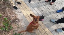 农村狗市，狗市上马犬都是300-500，这条为什么要3000