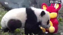 萌化了！20只熊猫宝宝集体亮相拜年