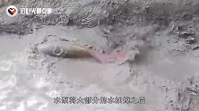 水沟深夜传出怪声，村民将水抽干后，一只“巨型水怪”蹦了出来