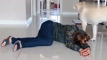 狗狗看到女主晕倒，从栏杆外一跃而入，努力叫醒女主