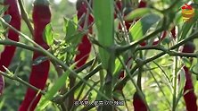 前列腺“保护神”发现了，常吃增加雄激素，杀菌消炎，保护前列腺