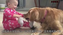 妈妈出去买菜，吩咐狗狗照看好小主人，回家一开门瞬间笑喷了