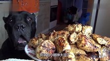 一盘子烤肉摆在卡斯罗面前，哈喇子流一地，网友：这狗子太懂规矩