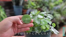 铜钱草这样养，一个月爆满花盆，叶片像小荷叶