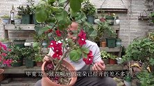 三角梅花谢后，3个步骤做好，复壮快复花更迅速