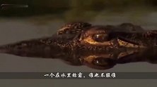 狮子在水里游泳，大它3倍的鳄鱼想要偷袭，反被狮子狠揍