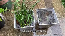 盆栽积水不透气，如何快速排水